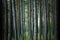 Forest Landscape Part of vertical pine tree trunk close up.Nice Background.