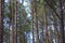 Forest Landscape Part of vertical pine tree trunk close up.Nice Background