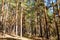 forest landscape of a pine forest growing on a hillside