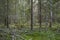 Forest landscape with pine trees, birch trees and green grass, camera in motion.