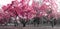 Forest landscape with pink trees in a black and white New York City