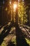 Forest landscape rays of the setting sun through the trunks and crowns of huge trees. Pine forest. Contrasts in the