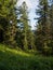 Forest landscape. The sun breaks through the Cedars and Firs. Natural Park Ergaki