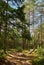 Forest landscape in sunbeams, forest road, pine trees