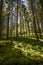 Forest landscape on a sunny summer day in Bergen, Norway.