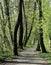 Forest landscape Switzerland Aargau Beinwil am See Riparian Zone