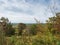 Forest landscape. Tall grass, shrubs and trees across cloudy skies