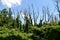 Forest landscape. Thickets, amazing tree trunks against the sky