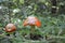 Forest landscape with two fly agarics on the foreground
