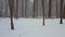 Forest Landscape During Winter Snow Storm With Camera Pan.  Snowing Weather in Beautiful Woodland With Deep Snow on the Ground