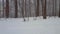 Forest Landscape During Winter Snow Storm With Camera Pan.  Snowing Weather in Beautiful Woodland With Deep Snow on the Ground