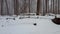 Forest Landscape During Winter Snow Storm With Camera Pan.  Snowing Weather in Beautiful Woodland With Deep Snow on the Ground