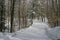 Forest Lane in Winters Snow