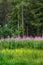 Forest of larch and spruce trees with rosebay willowherb. Bayard Plateau, Alps, France