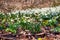 Forest lawn with blooming Leucojum vernum. The first spring flowers in sunny forest