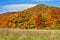 Forest with leaves in autumn colors