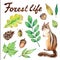 Forest life watercolor set. Illustration on white background with chipmunk, hazelnut, beetle, acorn and leaves.