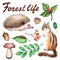Forest life watercolor set. Illustration on white background with hedgehogs, chipmunk, ladybug, hazelnut, mushroom and acorn.