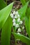 Forest lily of the valley.