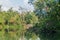 Forest lining the Rio Dulce river, Guatema