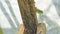 A forest lizard (Bronchocela jubata) peeks