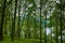 Forest by Loch Lomond