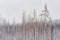 Forest of lodgepole on a winter day