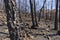 Forest of logs burned in the fire in Jubrique, border with Sierra Bermeja in the Genal Valley, MÃ¡laga. Spain. September 2021