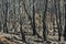 Forest of logs burned in the fire in Jubrique, border with Sierra Bermeja in the Genal Valley, MÃ¡laga. Spain. September 2021