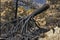 Forest of logs burned in the fire in Jubrique, border with Sierra Bermeja in the Genal Valley, MÃ¡laga. Spain. September 2021