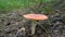 Forest lonely fly agaric.