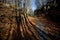 Forest long shadows