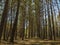 A forest with long trunks of spruce trees, partially burnt from below