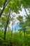 Forest, lush foliage, tall trees and blue cloudy sky