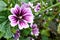 Forest mallow flower with the Latin name Malva sylvestris grows in the garden