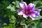 Forest mallow flower with the Latin name Malva sylvestris grows in the garden