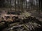 forest management, Forestry work, in a broadleaf forest, Stack of cut tree logs in a Virton forest, Luxembourg,