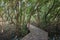 The forest mangrove