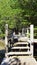 Forest mangrove and the bridge walkway vertical