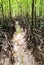 The forest mangrove at Ranong, Thailand.