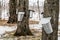 Forest of Maple Sap buckets on trees