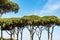 Forest with maritime pines - Ostia Antica Rome Italy