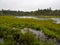 Forest and Marsh, Overcast Day over Lake in Woods