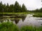 Forest and Marsh, Overcast Day over Lake in Woods