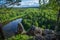 Forest massif with mountains and river