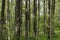 Forest. Massive landscape with spruce forest. March 21. 2024. International Day of Forests.