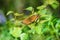 Forest-meadow butterfly High Brown Fritillary