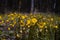 Forest meadow with coltsfoot bushes, fresh yellow flowers and overblown with seeds grow in black soil, romantic mood, macro