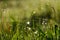 Forest meadow with wild grasses. Macro image with small depth of