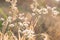 Forest meadow with wild grasses,Macro image with small depth of